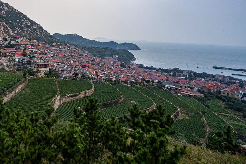 成都当地导游好不好(成都旅游报团可靠吗)