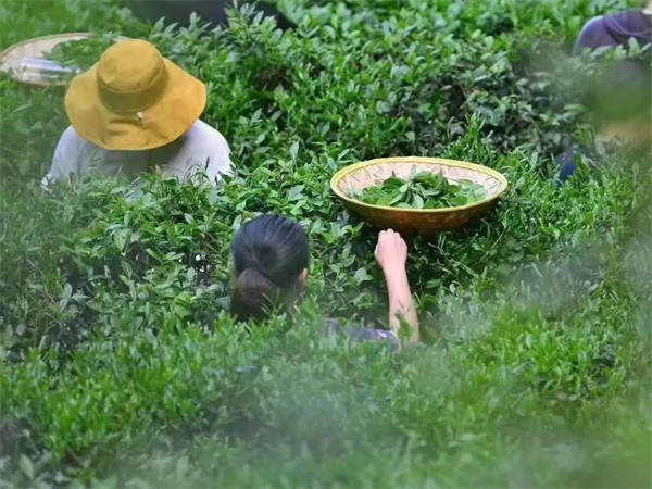 西安地方导游工作推荐？西安自由行导游推荐